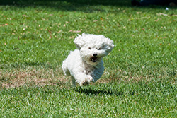 The American Canine Institute