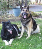 Advanced Obedience Training in Fremont, CA | The American Canine Institute