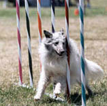 Board and Train Program in Fremont, CA | The American Canine Institute